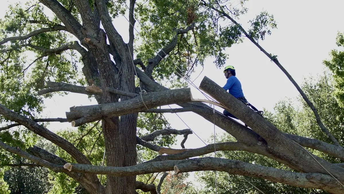 Professional Hazardous Tree Removal performed by certified arborists in Arboles