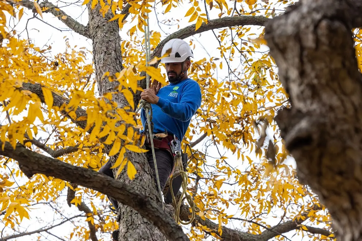 Skilled Tree Transplanting crew working in Arboles